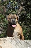 CANE CORSO 096